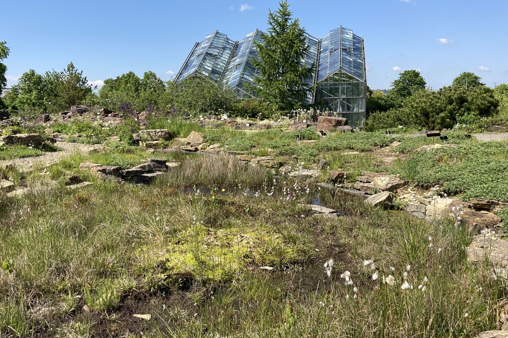 Alpinum Wollgras Botanischer Garten Osnabrück