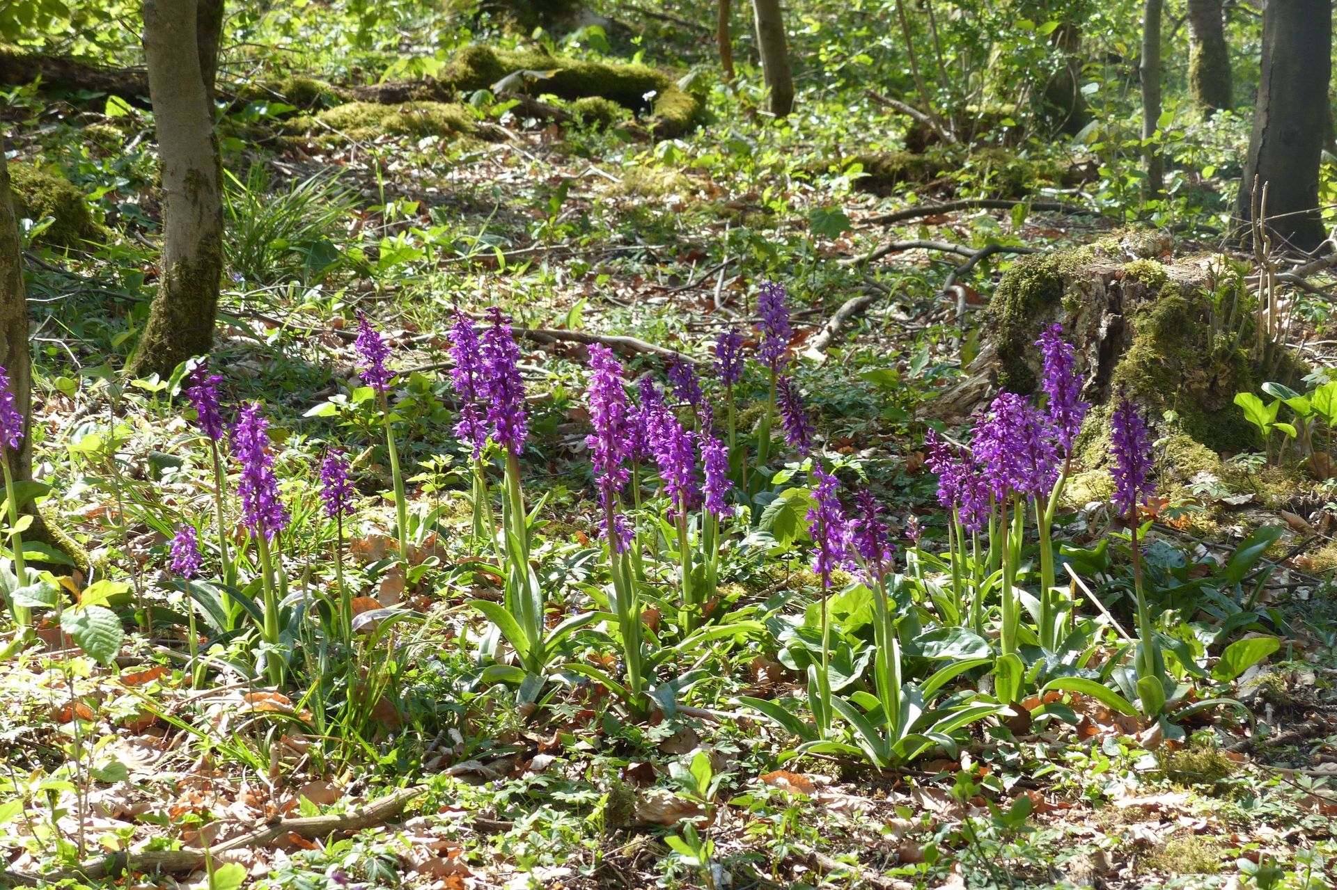 Orchis mascula Botanischer Garten Osnabrück