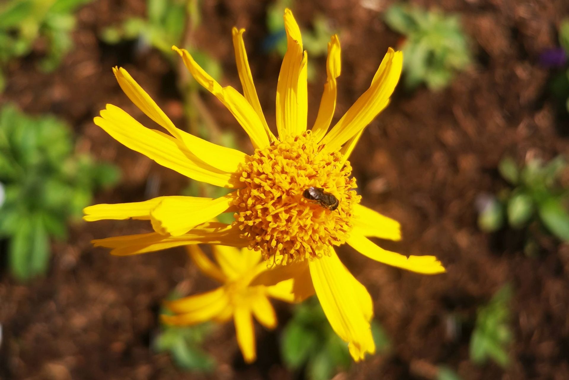 Arnica montana Botanischer Garten Osnabrück