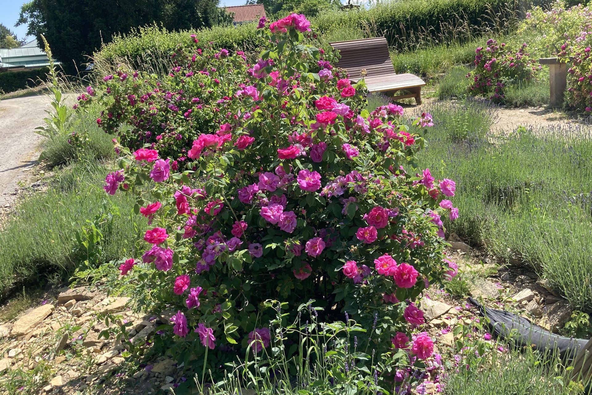 Rosen und Lavendel Botanischer Garten Osnabrück