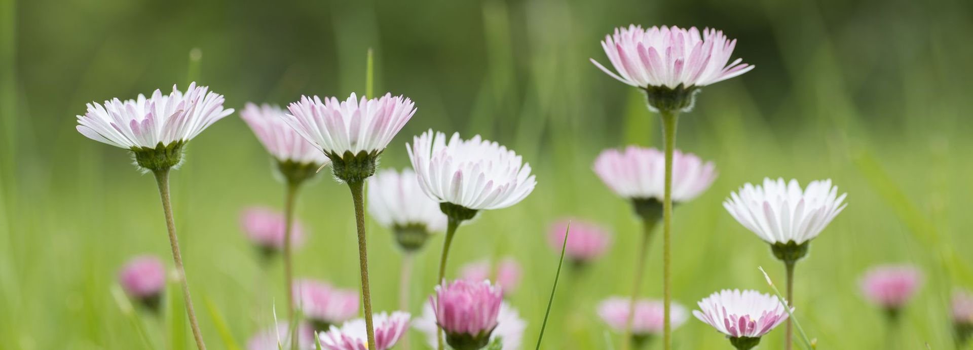 Andreas Ströker astelier.de Bild Gänseblümchen Botanischer Garten Osnabrück