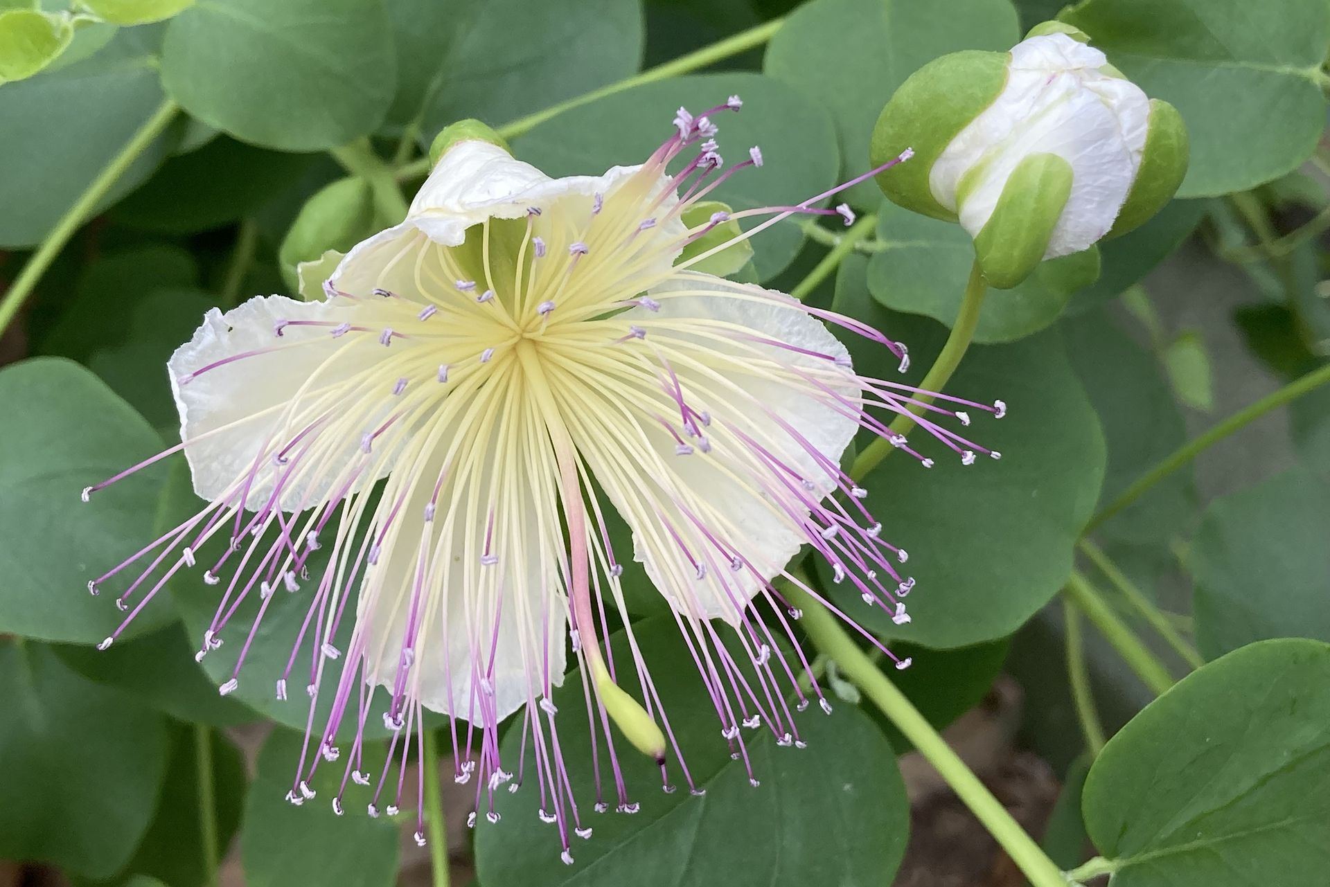 Capparis spinosa